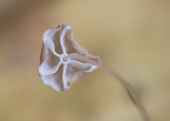Marasmius curreyi