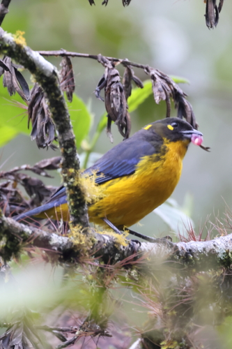 Lacrimose Mountain Tanager (Anisognathus lacrymosus), photo 4
