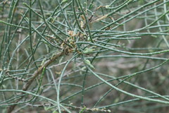 Haloxylon salicornicum