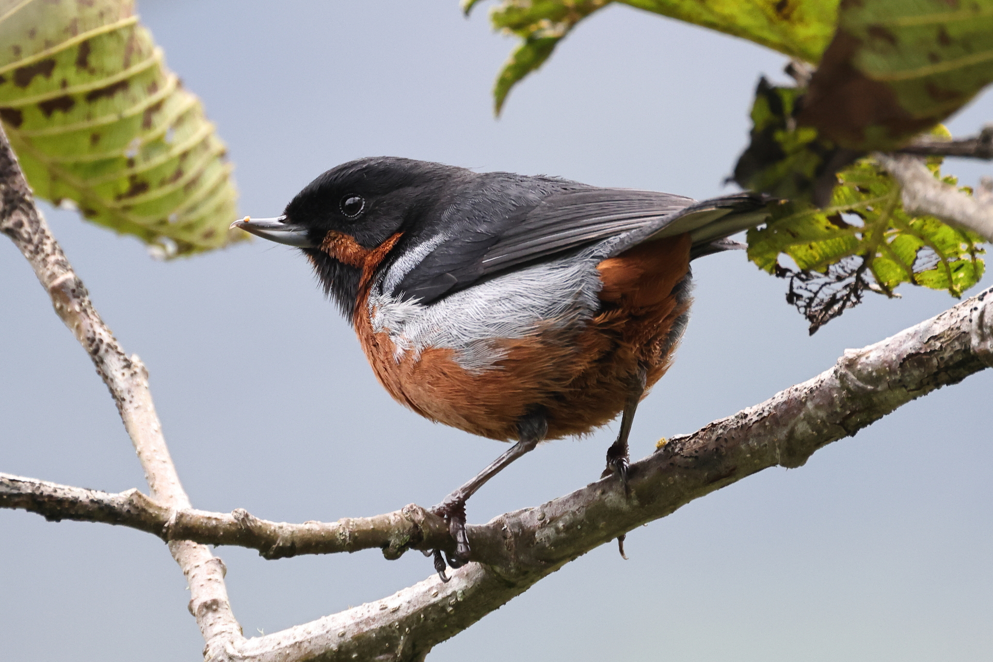 Black-throated Flowerpiercer (Diglossa brunneiventris), photo 4