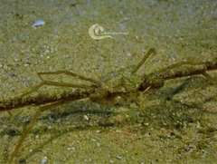 Inachus thoracicus