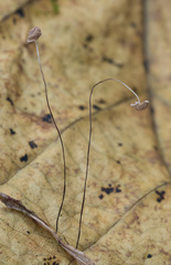 Marasmius curreyi