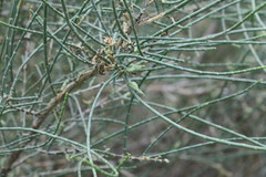 Haloxylon salicornicum