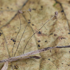 Marasmius curreyi