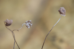 Marasmius curreyi
