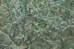 Haloxylon salicornicum
