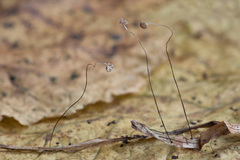 Marasmius curreyi
