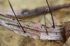 Marasmius curreyi