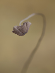 Marasmius curreyi