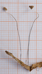 Marasmius curreyi