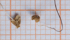 Marasmius curreyi