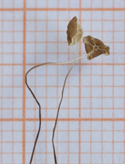 Marasmius curreyi