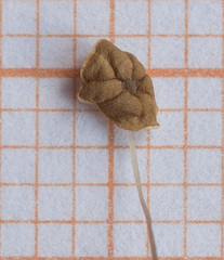 Marasmius curreyi