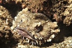 Batrachomoeus dubius