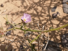 Convolvulus virgatus
