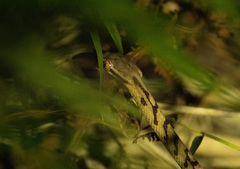 Boiga siamensis