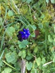 Muscari commutatum