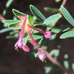 Pimelea linifolia collina