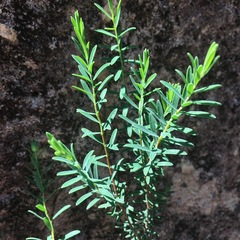 Pimelea linifolia collina