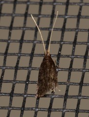 Lecithocera terrigena