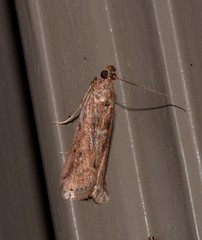 Cryptoblabes plagioleuca