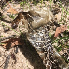 Pseudechis porphyriacus