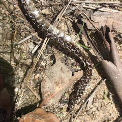 Pseudechis porphyriacus