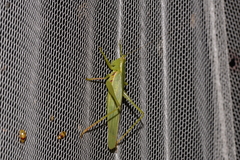 Listroscelidinae