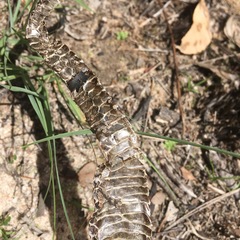 Pseudechis porphyriacus