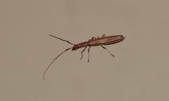 Syllitus grammicus