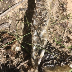 Pseudechis porphyriacus