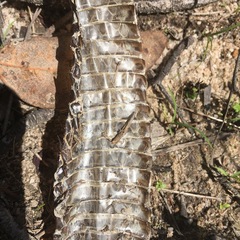 Pseudechis porphyriacus