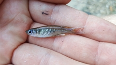 Pseudomugil signifer