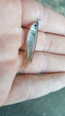 Pseudomugil signifer