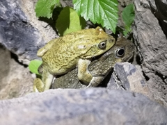 Sclerophrys arabica