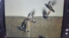 Spodiopsar cineraceus