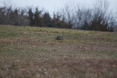 Colaptes auratus auratus