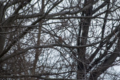 Colaptes auratus auratus