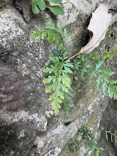 Asplenium sarelii iNat (2)