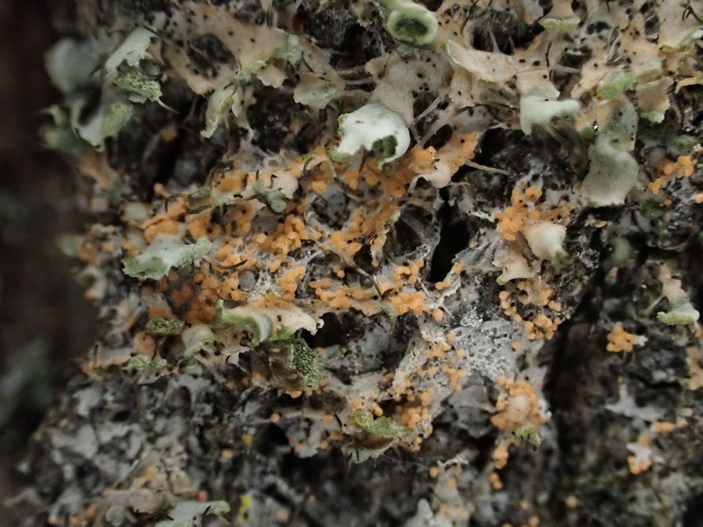 Erythricium aurantiacum · March 2026 · photo: © josscarr (iNaturalist, cc-by)