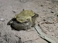 Sclerophrys arabica