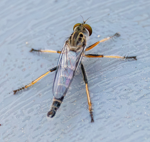 Unknown species found near Montgomery County, TX, USA