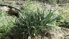 Aloe officinalis