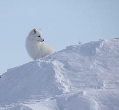 Arctic Fox observed by srullman