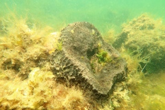 Psammocinia