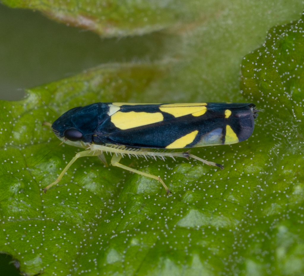 Microgoniella quevedoensis