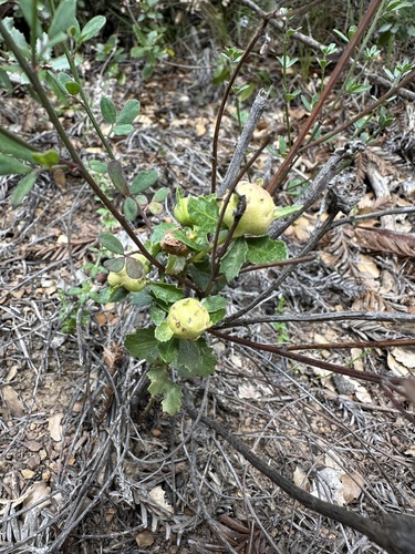 Unknown species found near Pfeiffer Big Sur State Park, Big Sur, CA, US