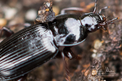 Pterostichus vernalis