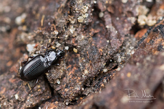 Pterostichus vernalis