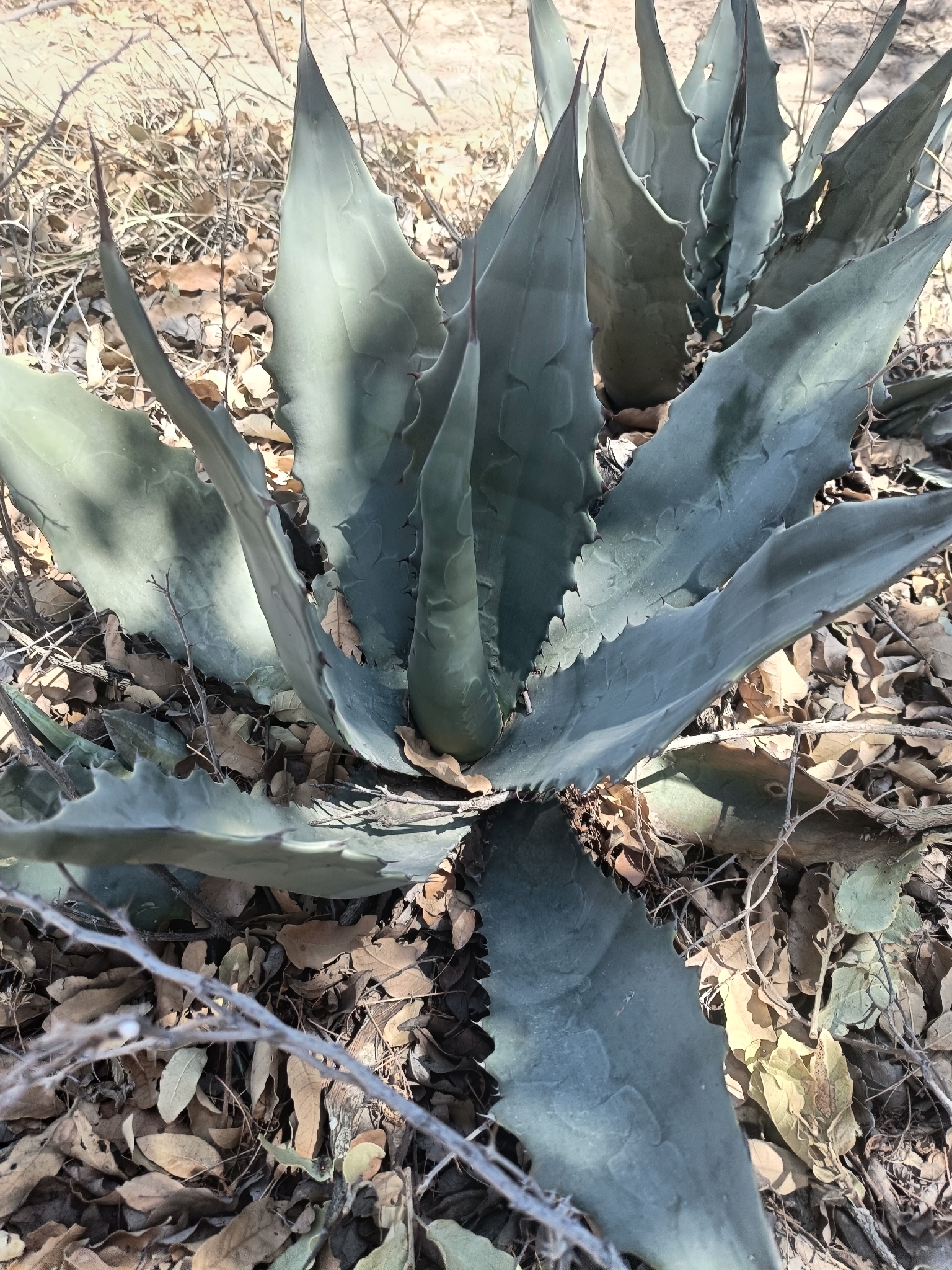 Maguey cenizo